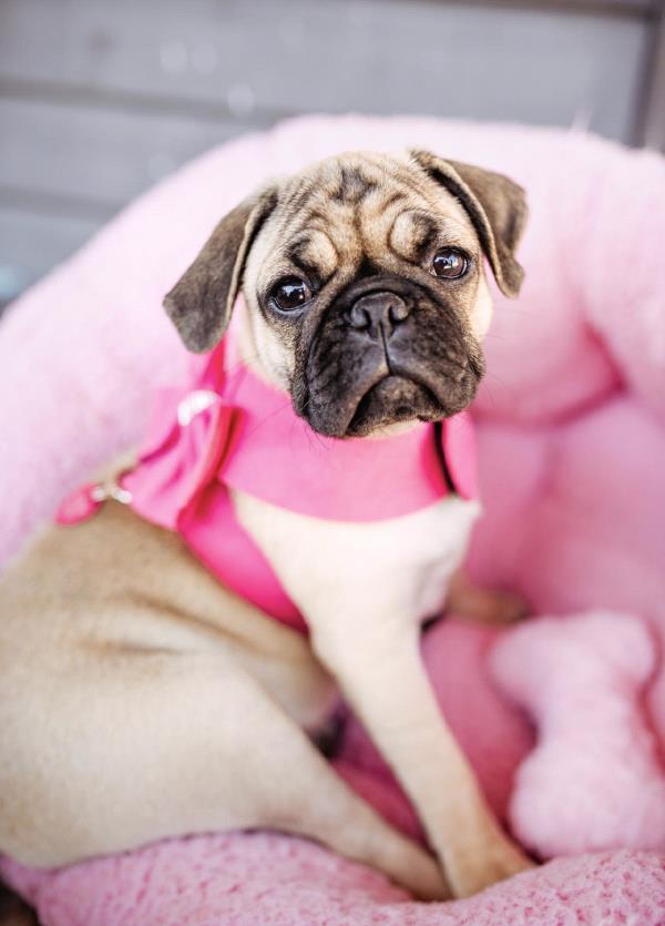 /images/uploads/pug nation rescue of los angeles/pugnation2024/entries/30848thumb.jpg